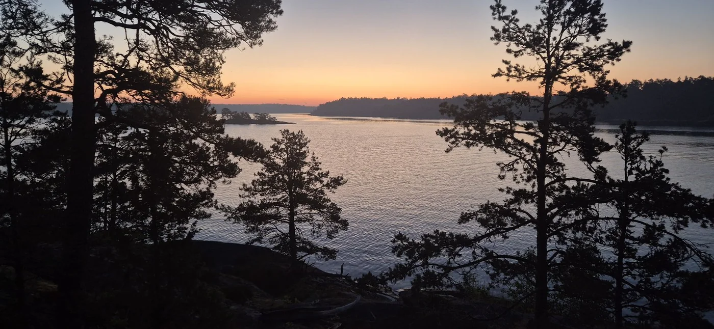 Gryningsljus över vattnet mellan tallarna, Ramsviken